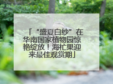 “盛夏白纱”在华南国家植物园惊艳绽放！海杧果迎来最佳观赏期