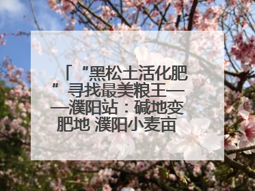 “黑松土活化肥”寻找最美粮王——濮阳站：碱地变肥地 濮阳小麦亩产1500多斤