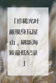 珍稀光叶蕨现身瓦屋山，刷新海拔最低纪录