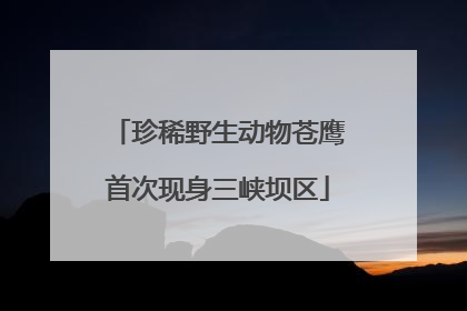 珍稀野生动物苍鹰首次现身三峡坝区