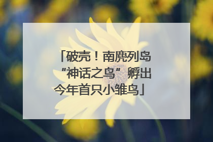 破壳！南麂列岛“神话之鸟”孵出今年首只小雏鸟