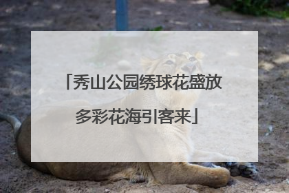 秀山公园绣球花盛放 多彩花海引客来
