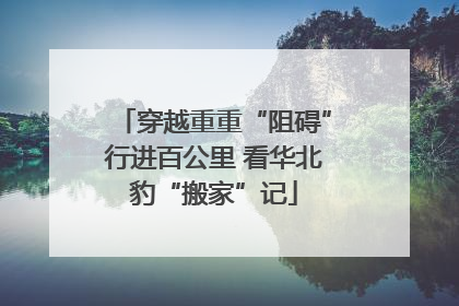 穿越重重“阻碍”行进百公里 看华北豹“搬家”记