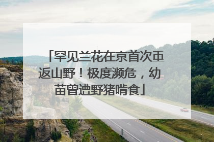 罕见兰花在京首次重返山野！极度濒危，幼苗曾遭野猪啃食