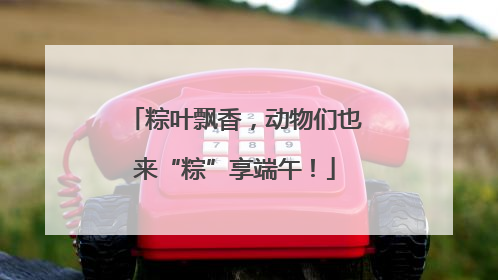 粽叶飘香，动物们也来“粽”享端午！