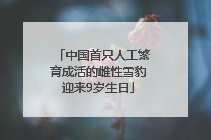 中国首只人工繁育成活的雌性雪豹迎来9岁生日