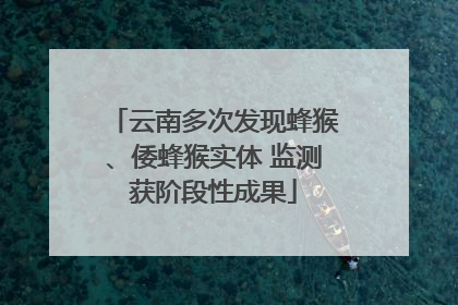 云南多次发现蜂猴、倭蜂猴实体 监测获阶段性成果