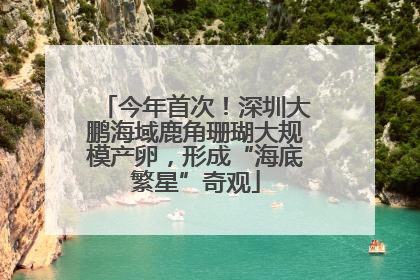 今年首次！深圳大鹏海域鹿角珊瑚大规模产卵，形成“海底繁星”奇观