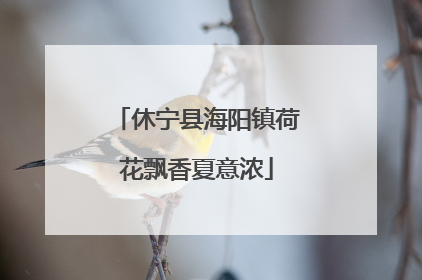 休宁县海阳镇荷花飘香夏意浓