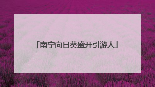 南宁向日葵盛开引游人