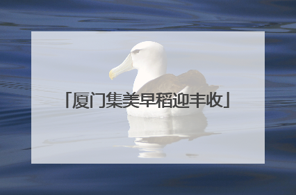 厦门集美早稻迎丰收
