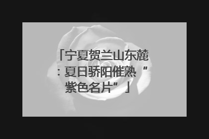 宁夏贺兰山东麓：夏日骄阳催熟“紫色名片”