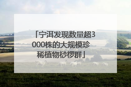 宁洱发现数量超3000株的大规模珍稀植物桫椤群