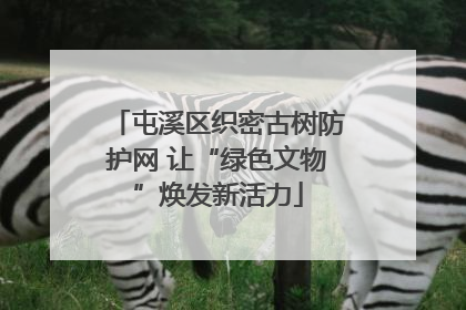 屯溪区织密古树防护网 让“绿色文物”焕发新活力