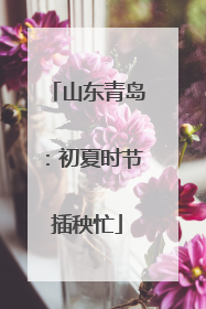 山东青岛：初夏时节插秧忙