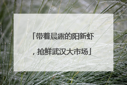带着晨露的阳新虾，抢鲜武汉大市场