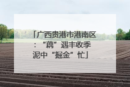 广西贵港市港南区：“藕”遇丰收季 泥中“掘金”忙