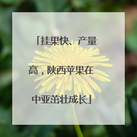 挂果快、产量高，陕西苹果在中亚茁壮成长