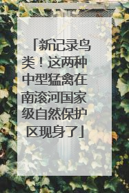 新记录鸟类！这两种中型猛禽在南滚河国家级自然保护区现身了