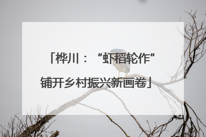 桦川：“虾稻轮作”铺开乡村振兴新画卷