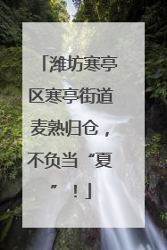 潍坊寒亭区寒亭街道麦熟归仓，不负当“夏”！