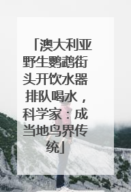 澳大利亚野生鹦鹉街头开饮水器排队喝水，科学家：成当地鸟界传统