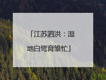 江苏泗洪：湿地白鹭育雏忙