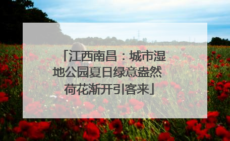 江西南昌：城市湿地公园夏日绿意盎然 荷花渐开引客来