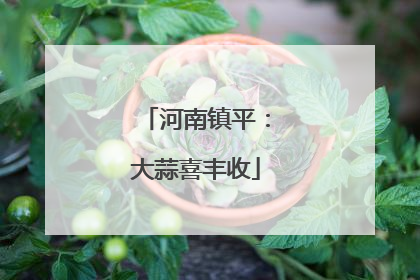 河南镇平：大蒜喜丰收