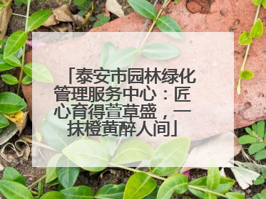 泰安市园林绿化管理服务中心：匠心育得萱草盛，一抹橙黄醉人间