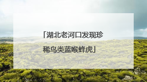 湖北老河口发现珍稀鸟类蓝喉蜂虎