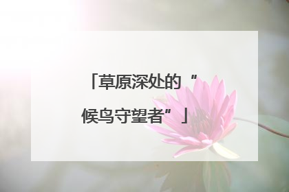草原深处的“候鸟守望者”
