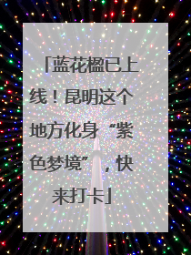 蓝花楹已上线！昆明这个地方化身“紫色梦境”，快来打卡