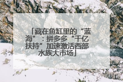 藏在鱼缸里的“蓝海”：拼多多“千亿扶持”加速激活西部水族大市场