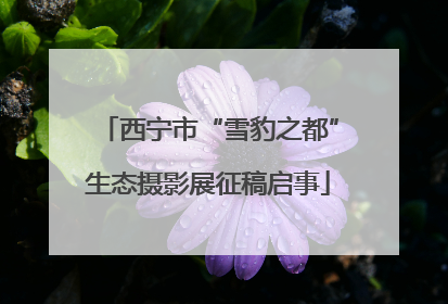 西宁市“雪豹之都”生态摄影展征稿启事