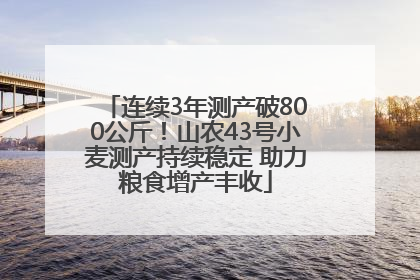 连续3年测产破800公斤！山农43号小麦测产持续稳定 助力粮食增产丰收