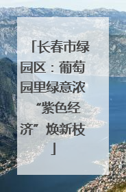 长春市绿园区：葡萄园里绿意浓 “紫色经济”焕新枝