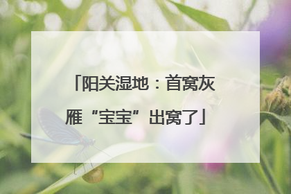 阳关湿地：首窝灰雁“宝宝”出窝了