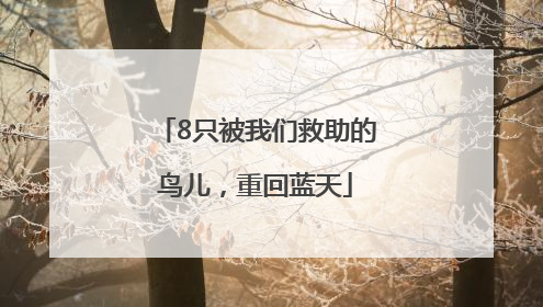 8只被我们救助的鸟儿，重回蓝天